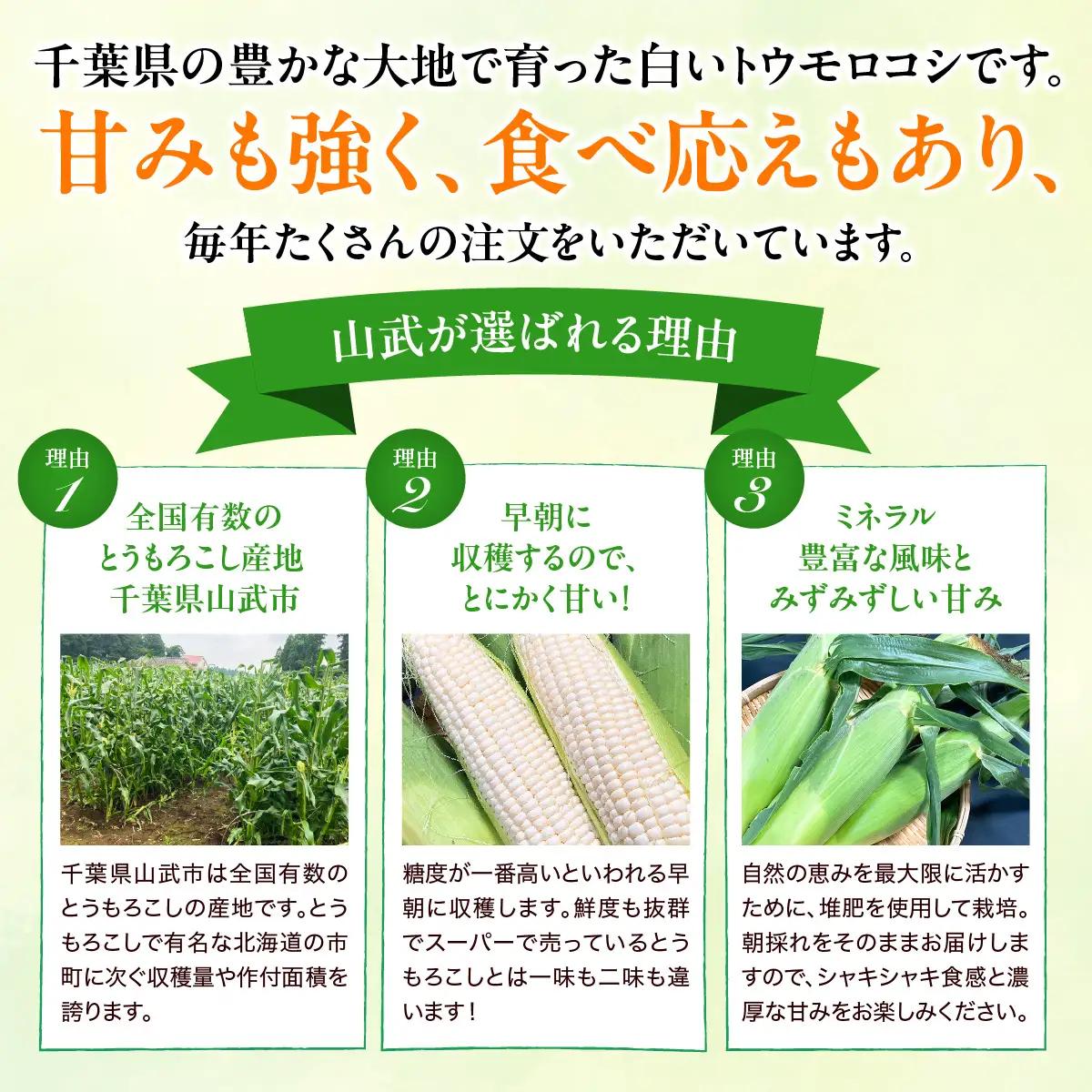 【先行予約・2027年６月下旬～発送】千葉県山武市産　ホワイトトウモロコシ　２Lサイズ12本入り 約５㎏   SMDB001