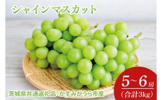 【先行予約】【2025年7月より発送開始】シャインマスカット 3kg(5〜6房)（茨城県共通返礼品：かすみがうら市産）｜シャインマスカット マスカット ぶどう 果物 フルーツ くだもの 共通返礼品 先行予約 数量限定 茨城県 かすみがうら市産 大子町(CD161)