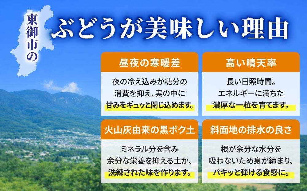 【2026年発送先行受付】東御市産シャインマスカット3kg（5～6房）【秋お届け】長野県 長野 人気 ぶどう 贈答用 ギフト フルーツ 果物 おすすめ 厳選 種無し 皮ごと 大粒