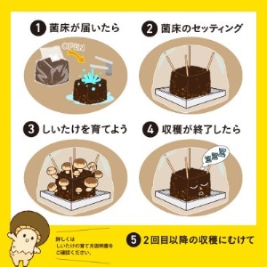 神河しいたけ栽培キット(しいたけ菌床)1個　※10月～4月発送【1355216】