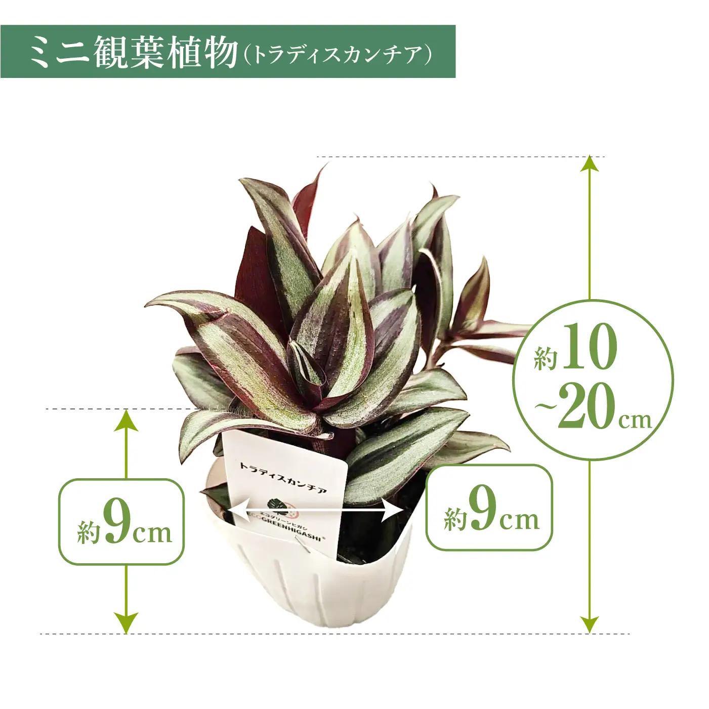 土付き 観葉植物 3点セット[ACAL012]