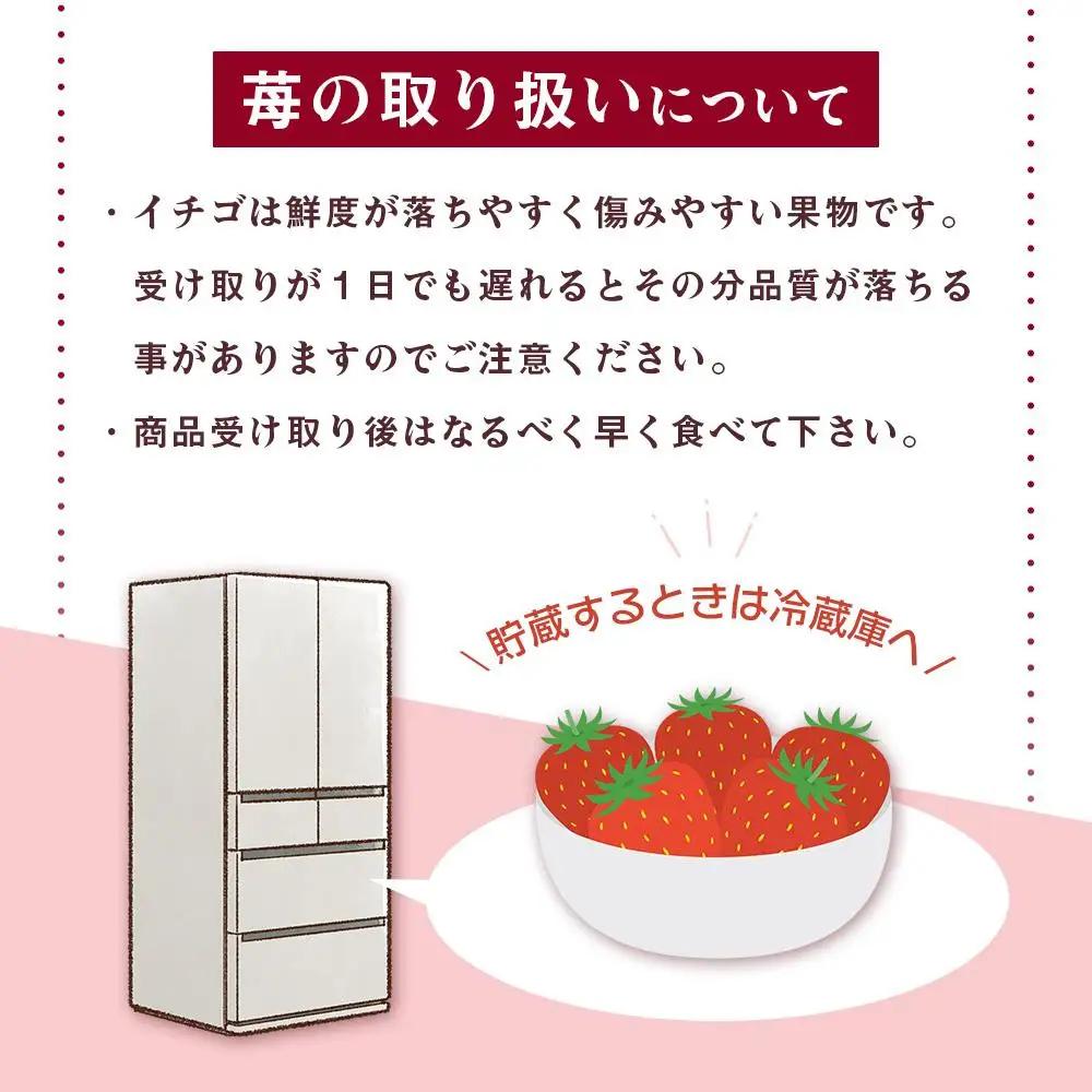 [先行予約] 和歌山県 オリジナル まりひめ イチゴ 2パック入り（3L～L寸）
