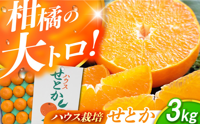 
            ハウスせとか約3kg（12-15玉）【化粧箱】ー2026年3月より発送ーJAじげもん長与直売所 [EAF005] 柑橘 みかん せとか 果物 くだもの フルーツ おすすめ 高級 人気 期間限定 数量限定 ご当地 3kg 贈答用せとか 化粧箱 ギフト
          