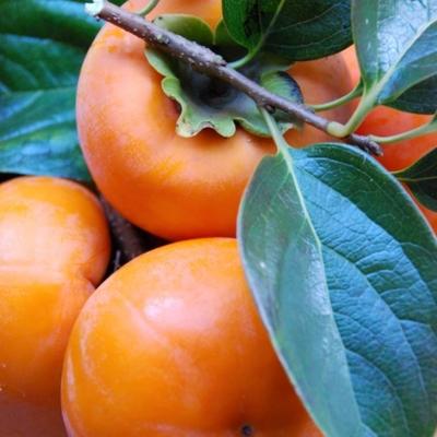 ふるさと納税 すさみ町 【まごころ栽培】九度山の冷蔵富有柿Lサイズ6玉入り |  | 02