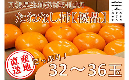 【R7年10月以降発送】刀根早生柿発祥の地より「たねなし柿」L～2L(32～36玉)【優品】ご家庭用_果物・フルーツ 柿（カキ）  かき_【配送不可地域：離島】【1138162】