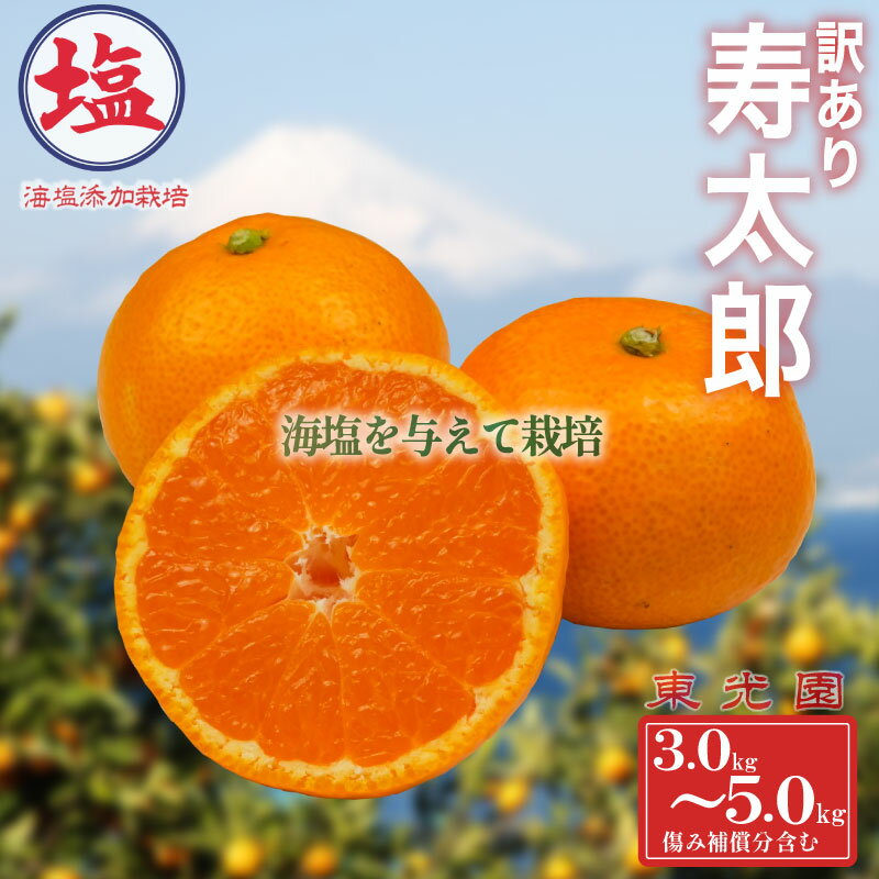 【ふるさと納税】 寿太郎みかん 訳あり 予約 1月下旬発送 計 3kg ～ 5kg 蜜柑 柑橘 オレンジ 果物 フルーツ 海塩栽培 ビタミンC 国産 ジューシー 甘い 冬 贈答用 ギフト 家族 おやつ デザート 産地直送 みかんジュース 旬 健康 美容 沼津市 静岡県