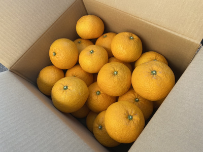 先行予約 甘夏 約10kg 2026年3月上旬〜2026年5月上旬発送予定