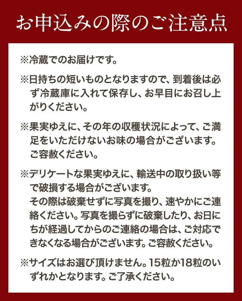 いちご まりひめ 約300g×2パック【配送不可地域あり】いちご