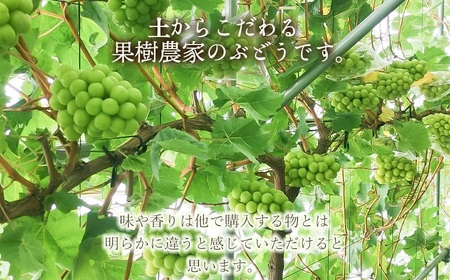 【令和6年産 先行予約】シャインマスカット 1.2kg以上(2房)　マルタ農園