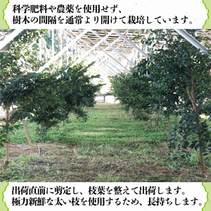 国産 榊 さかき 一対 2束 ひ榊 ヒサカキ 神棚 用 沼津 産 産地 直送 新鮮 お供え 長持ち
