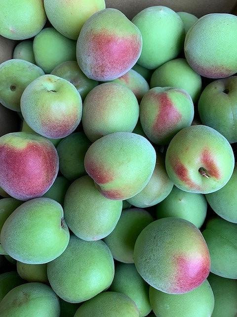 
                  南高梅　Lサイズ　5kg　マルシ農園
                