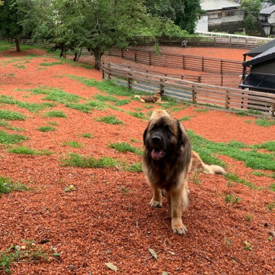 【ふるさと納税】【完全予約制】自然を活かした全面プライベートドッグラン・ドッグガーデン 利用補助券 3,000円分 (500円 × 6回分) | ドッグラン ドッグガーデン わんちゃん 犬 ペット チケット 券 貸切 プライベート 広い 体験 レジャー 自然 運動 アウトドア 【1273634】