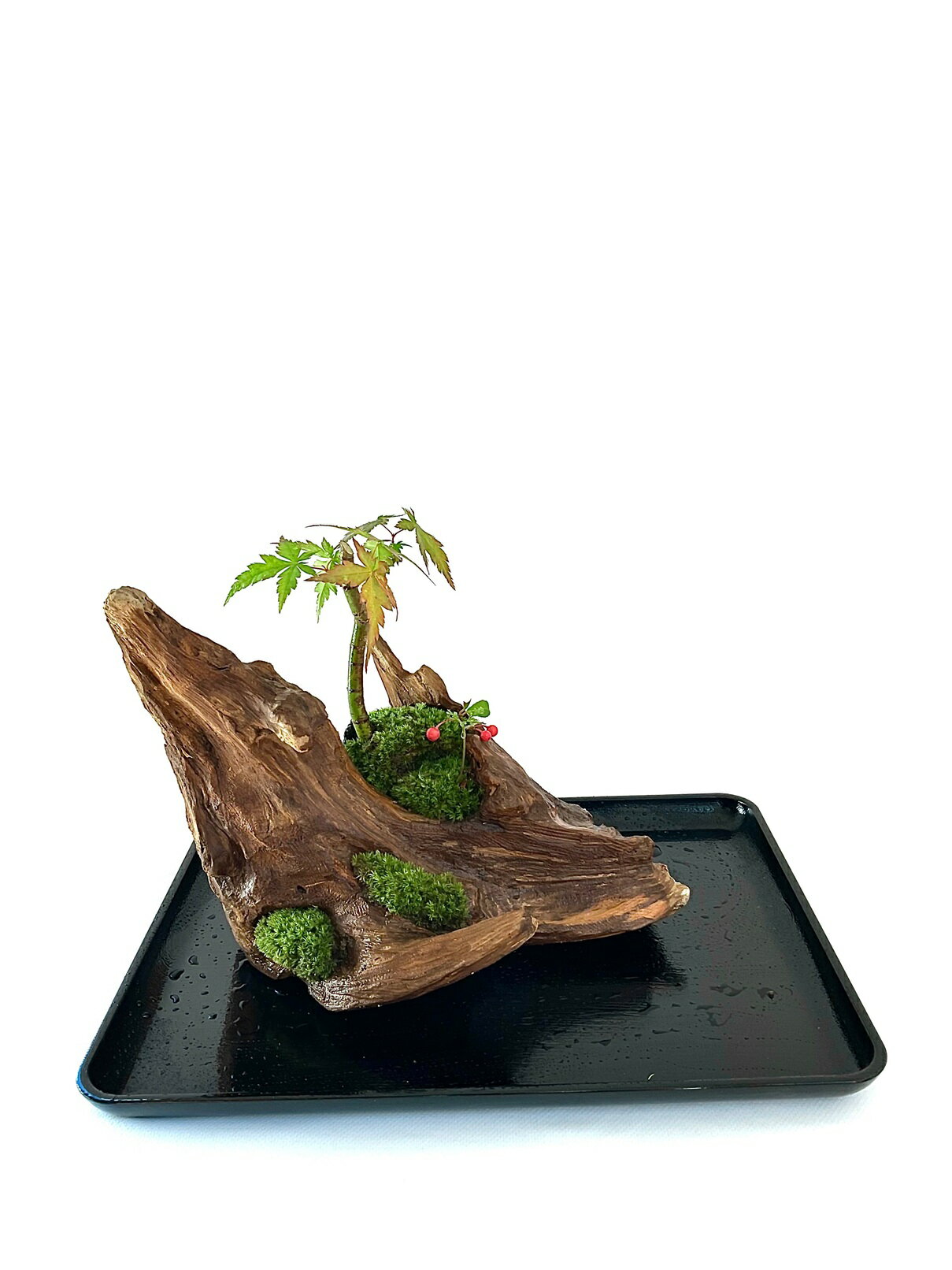 【ふるさと納税】盆景流木山水画 | 手作り 一点物 簡単 インテリア 苔 こけ 癒し