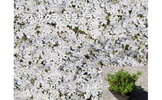 
BS158_　シバザクラ　モンブラン20個 花 苗 植物 家庭菜園 花壇 プランター ガーデニング 芝桜
