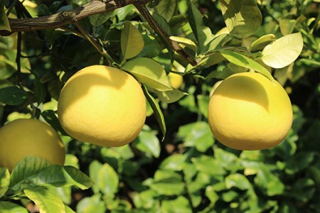 吉村農園 土佐文旦10kg(家庭用) 文旦