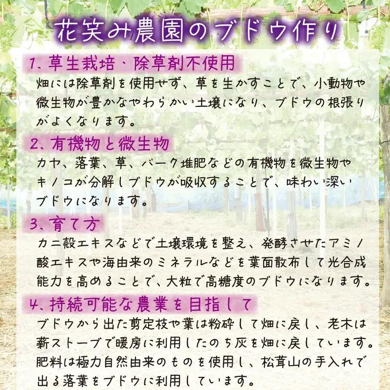 ぶどう 食べ比べ ニューピオーネ&オーロラブラック 1kg(2房) 詰め合わせぶどう【hana032-02】
