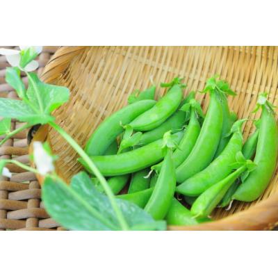 ふるさと納税 錦江町 《先行受付》期間限定!! 農家直送〜新鮮スナップエンドウたっぷり2kg (No.1395-1) |  | 02