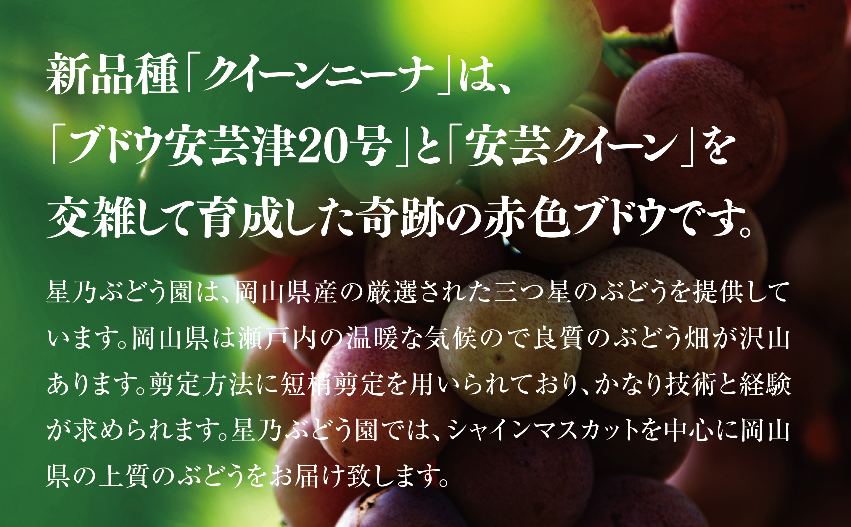 【三つ星ブランド】星乃クインニーナ 数量限定 2房〜3房(1.2kg以上)【配送不可地域：離島・北海道・沖縄県】【1601625】