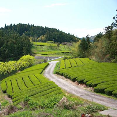 ふるさと納税 掛川市 自然栽培茶(化学肥料・農薬未使用)深蒸し掛川茶100g×3袋 |  | 03
