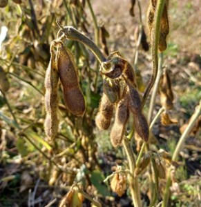 r05-027-006 里山を守ろう＜自然栽培大豆のオーナー＞味噌・納豆づくり
