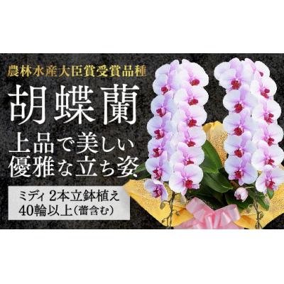 ふるさと納税 山口市 【農林水産大臣賞受賞品種】ミディ系ピンク胡蝶蘭!『乙姫(おとひめ)』2本立 C017