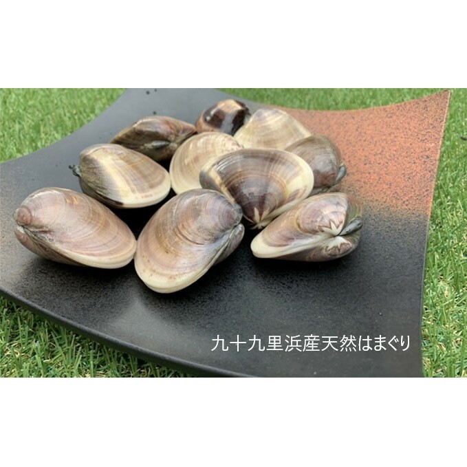 はまぐり 定期便 12ヶ月 九十九里産 天然はまぐり 1.5kg セット 貝 海鮮 海の幸 魚介 国産 定期 12回