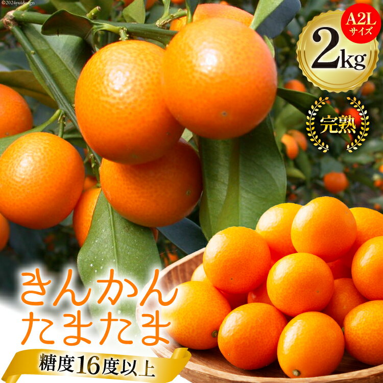【ふるさと納税】 【TVで紹介されました!】 きんかん 糖度16度以上 たまたま A2L サイズ 1kg 2箱 計2kg 【期間限定発送】 [農林産物直売所 美郷ノ蔵 宮崎県 美郷町 31ab0063] 金柑 キンカン きんかんたまたま 金柑たまたま 柑橘 果物 フルーツ