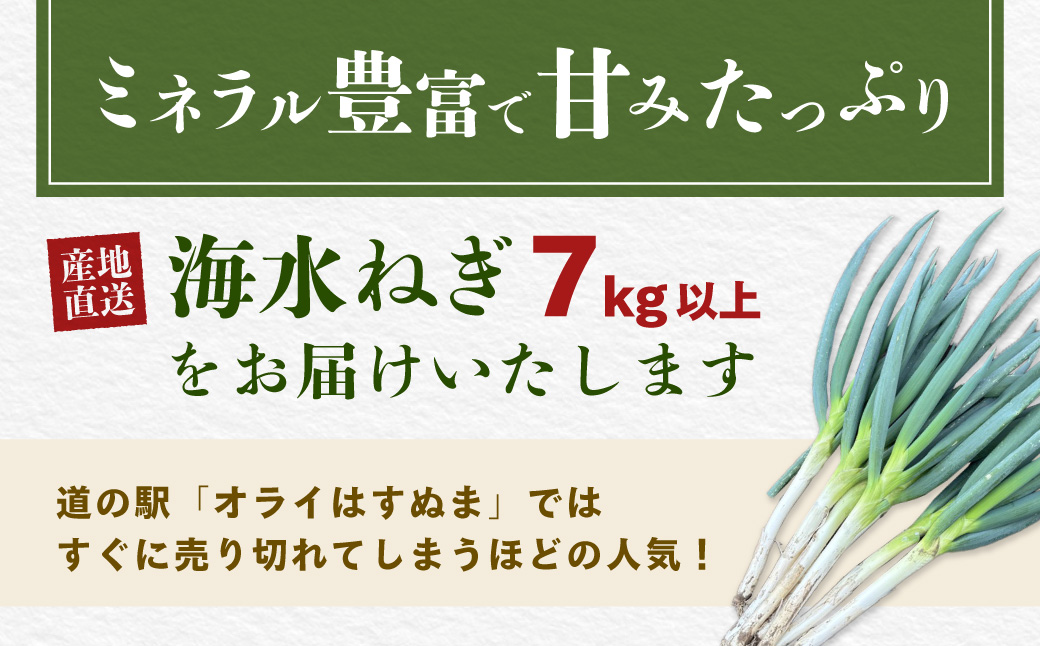 【先行予約】】【発送期間は12月～2月】地元の道の駅オライはすぬまで大人気の農家から直送! 山武市で限定栽培のミネラルが豊富で甘みたっぷりの「海水ネギ」７kg以上（泥ネギでドドンと配送）    SMC