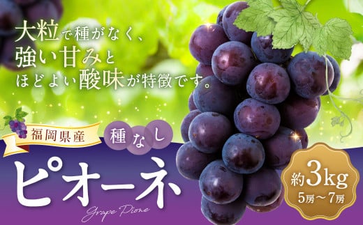 【先行予約】 宝玉農園 ピオーネ 5房から7房 （約3kg） 【2025年8月下旬から9月上旬 出荷予定】 葡萄 ぶどう ブドウ 大粒 種無し 種なし 果物 くだもの フルーツ 果実 お取り寄せ 福岡県 うきは市