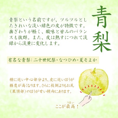2026年9月上旬から下旬発送予定/二十世紀梨【青梨】5kgセット　ふるさと鳥取の自慢の梨です!