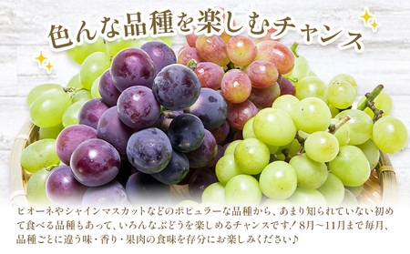 【2027年発送先行予約】【10回定期便】岡山のぶどう 十撰 10種 計7kg【配送不可地域あり】