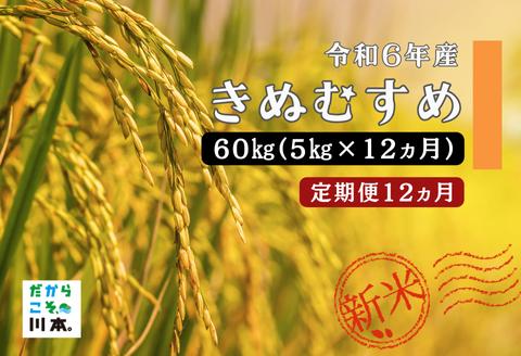 150263【令和6年産／お米定期便／12ヵ月】しまね川本きぬむすめ5kg(計60kg）