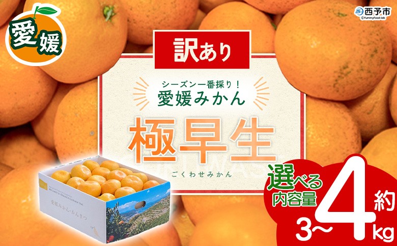 
                  【先行予約】＜訳あり 愛媛県産 極早生みかん 約3kg／4kg＞ 『2026年10月以降順次出荷予定』選べる みかん フレッシュ ご家庭用 ご自宅 ごくわせ キロ 果肉 果物 柑橘 フルーツ オレンジ 国産 濃厚 産地直送 ミヤモトオレンジガーデン 愛媛県 西予市【常温】
                