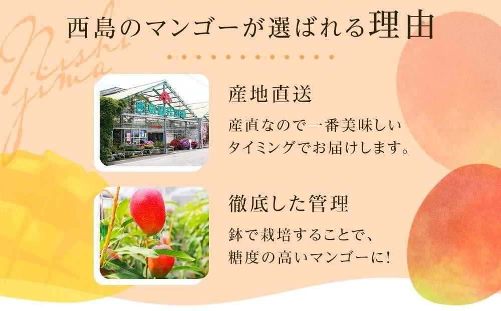 【2回定期便】完熟アップルマンゴー 1～2個 500g | 定期便 マンゴー フルーツ くだもの デザート 高評価 厳選 高級 ギフト 贈り物 人気 おすすめ アップルマンゴー 果物 食品 高知県 南
