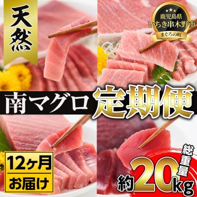 ふるさと納税 いちき串木野市 【定期便12回(毎月)】 南マグロ大トロ、中トロ、赤身合計8本を1年間毎月送付