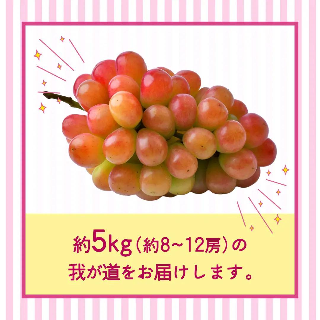 我が道 約5kg （約8～12房）【2026年8月より発送開始】（茨城県共通返礼品 [ぶどう]：結城市産）