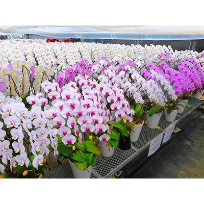 ふるさと納税 開成町 ★胡蝶蘭(生花)★5本又は7本立ち【9号鉢】 |  | 03