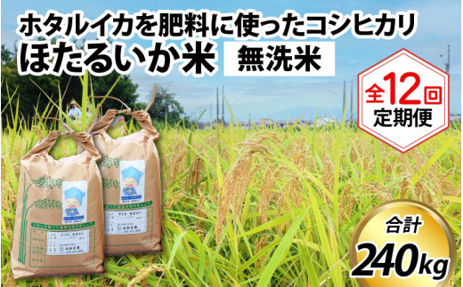 【訳あり】ほたるいか米（無洗米20kg）×12回 計240kg【12ヶ月定期便】