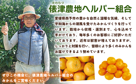 先行予約＜明浜産 訳あり みかん 約5kg＞ 果物 くだもの フルーツ 蜜柑 みかん ミカン 柑橘 ワケアリ 家庭用 食べて応援 国産 愛媛県産 特産品 俵津農地ヘルパー組合 愛媛県 西予市【常温】『