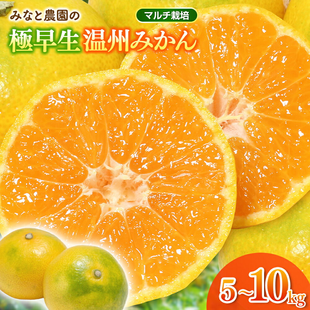【ふるさと納税】 【数量限定】みなと農園の極早生温州みかん 5kg 10kg 2S～Lサイズ混合 マルチ栽培 選べる容量 みかん ミカン 蜜柑 温州みかん 温州ミカン mikan 柑橘 フルーツ 果物 くだもの 極早生 甘い 旬 人気 産地直送 三重県 熊野市【2026年10月上旬頃〜順次発送】