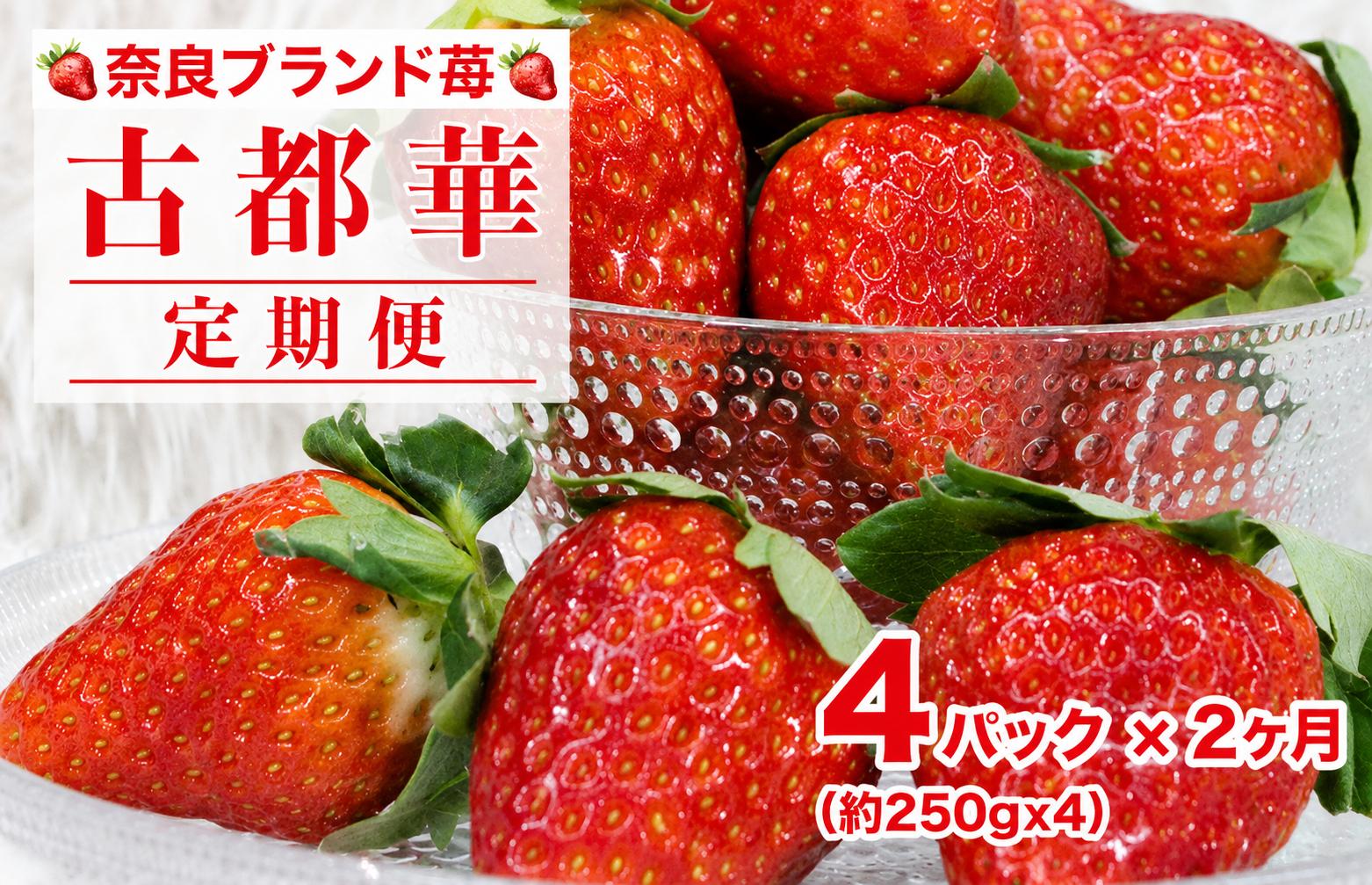 
                  【2027年発送先行予約】【定期便 全2回】いちご 古都華 約250gx4パック  2回 ことか 定期  奈良県特産 特大 高級いちご 苺 サイズ サイズ色々 国産 ストロべリー 果物 フルーツ スイーツ おやつ 冷蔵 特別栽培 有機質肥料 かたおかの苺 河合町 お取り寄せ 送料無料 定期便 奈良 奈良県
                