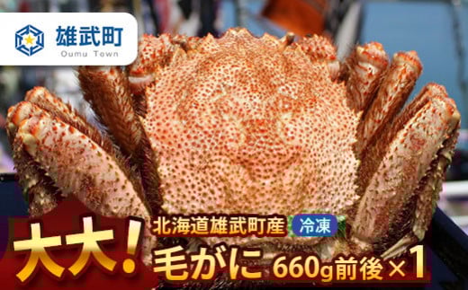 
            オホーツク産 大 毛ガニ 冷凍 660ｇ かに 蟹ミソ かにみそ 焼きがに かに鍋 北海道 ふるさと納税 雄武 雄武町【1240301】
          