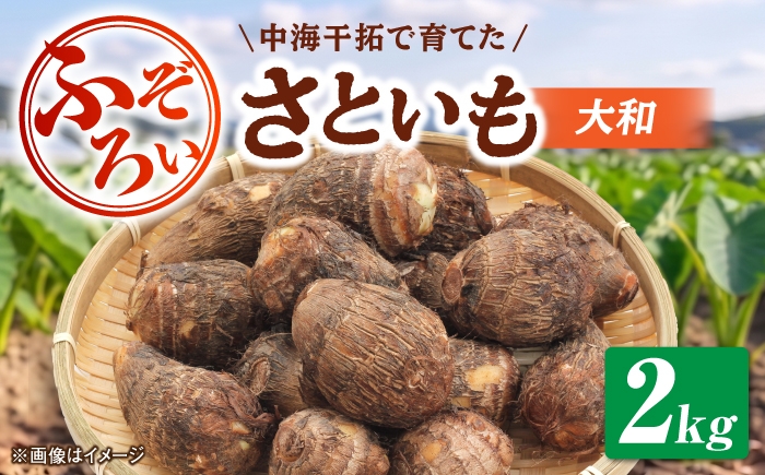 
                  【先行予約】【2026年11月上旬順次発送】【不揃い】島根県GAP認証 さといも2kg 島根県松江市/フジキコーポレーション株式会社 [ALDS028]｜さといも 野菜 里芋 サトイモ イモ 大和 不揃い 島根 松江
                