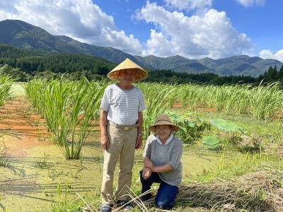 【令和8年産予約】特別栽培米　蛍たる米コシヒカリ10㎏