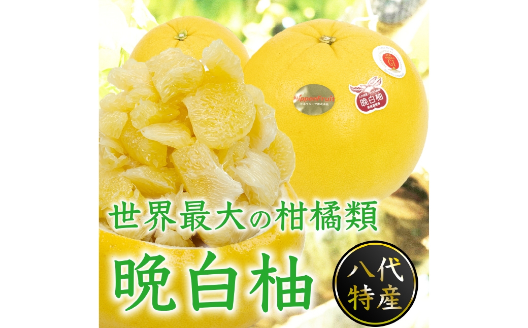 
                  晩白柚 2L サイズ 2玉 約4kg 柑橘系 柑橘類 柑橘 果物 くだもの フルーツ 果実 果汁 果肉 国産 熊本県産 【 2026年12月上旬から2027年2月下旬発送予定 】
                