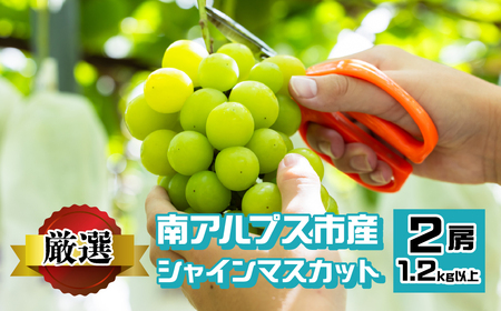 南アルプス市産 シャインマスカット 1.2kg以上　（2房） ALPEV001　山梨 山梨県 ぶどう 葡萄 ブドウ マスカット 種なし フルーツ くだもの 果物 高級 新鮮 産地直送 贈答 ギフト 家庭用 2025年 南アルプス市
