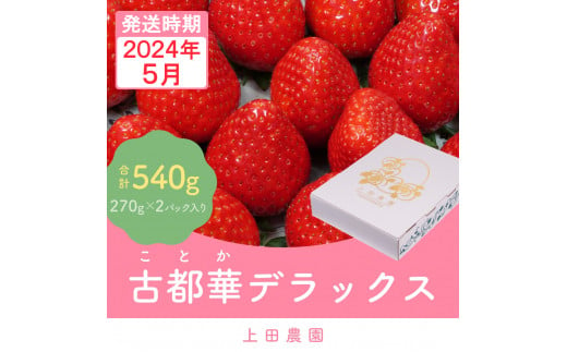 （冷蔵）【５月発送分】イチゴ 奈良県産高級ブランド品種「古都華」デラックス（270g×２パック） ／ 上田農園 苺 いちご フルーツ 奈良県 田原本町