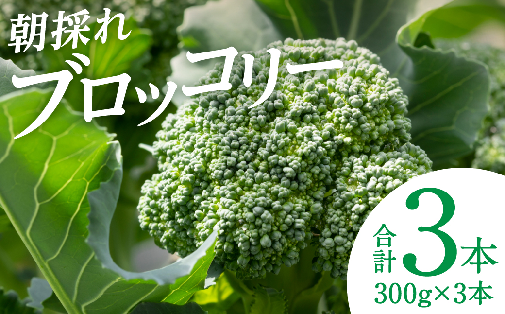 【先行予約】朝採れブロッコリー 300g×3本 野菜 新鮮 国産ブロッコリー 緑黄色野菜  熊本県 八代市産【2024年11月中旬より順次発送】