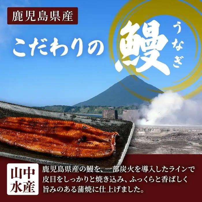 【丑の日に合わせてお届け！】鹿児島県産鰻の蒲焼(無頭背開き)約165g×4尾(山中水産/IB022-002u) うなぎ