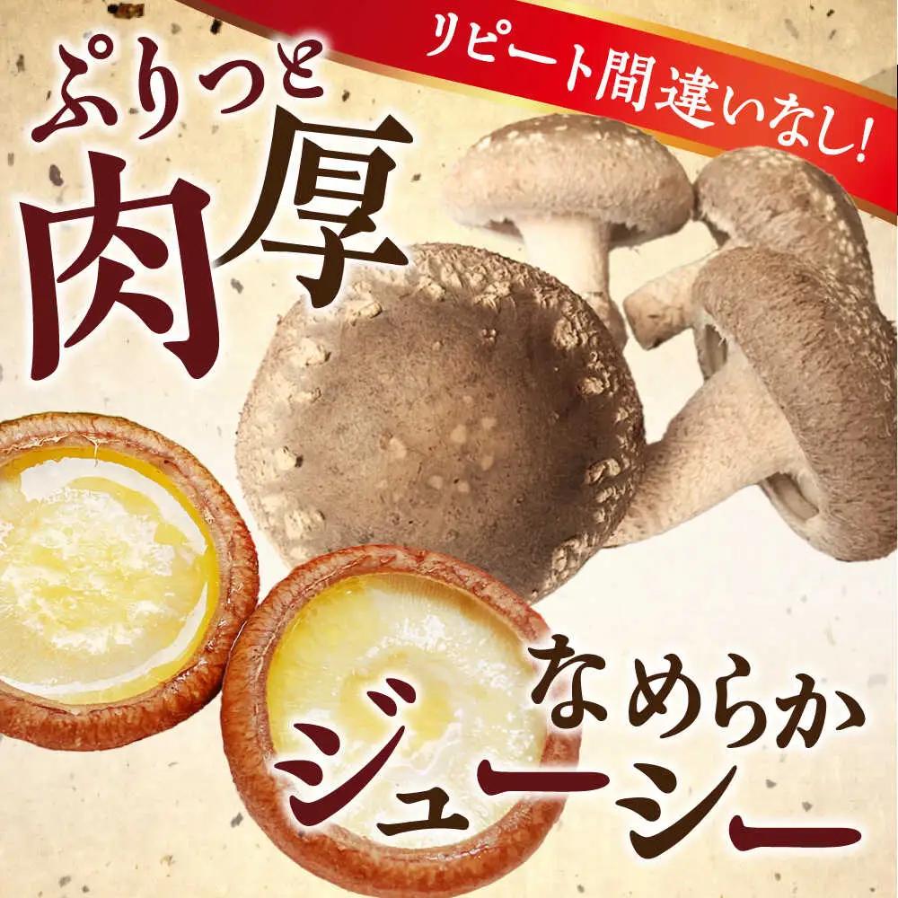 生しいたけ 【優品】15枚セット [SBX003] しいたけ
